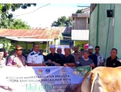 Sapi Kurban Presiden RI Tiba di TTU, Bobotnya Capai 805 Kilogram