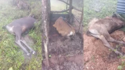 49 Ekor Sapi Mati Mendadak di Desa Tunua TTS, Diduga akibat Hujan Berkepanjangan