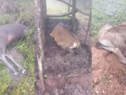 49 Ekor Sapi Mati Mendadak di Desa Tunua TTS, Diduga akibat Hujan Berkepanjangan